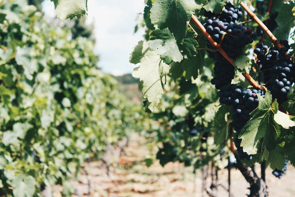 sécateur électrique vigne 3