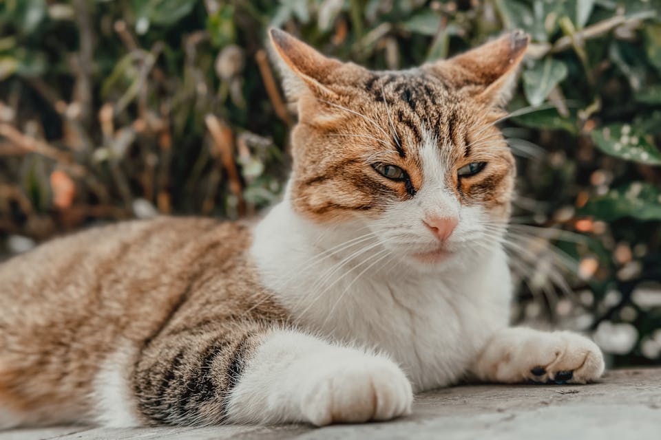 accessoires pour chat 2 2