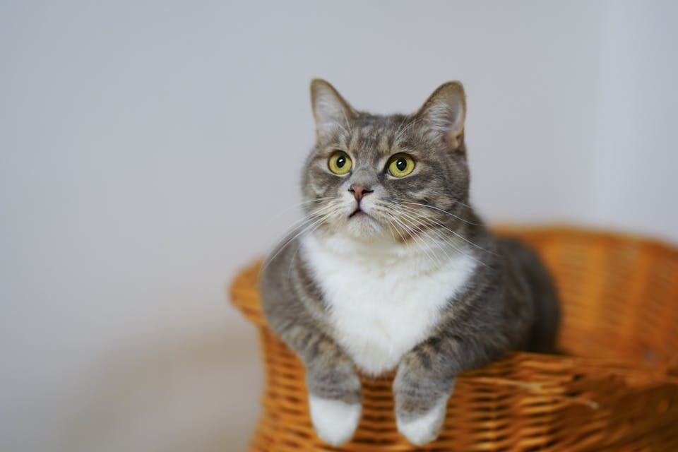 accessoires pour chats 3