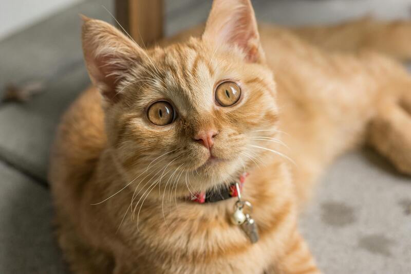 chat avec collier