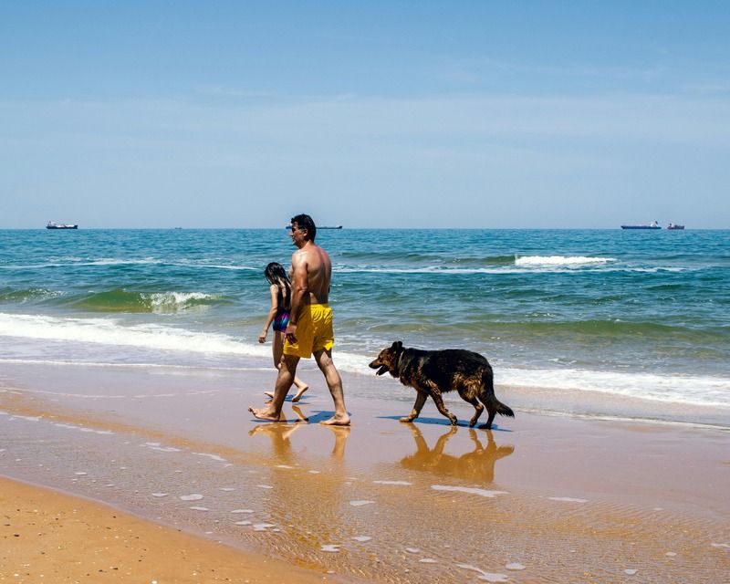 chien à la plage