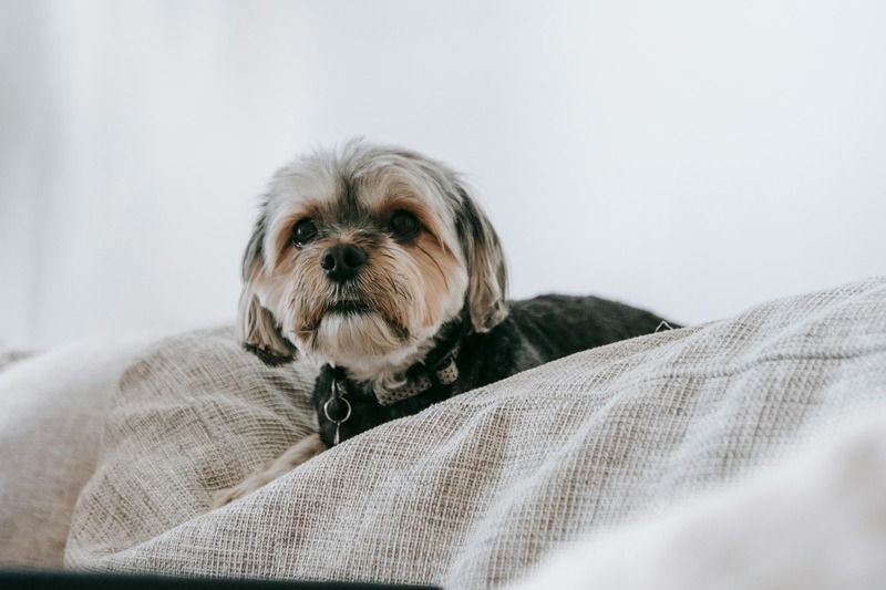chien sur son lit