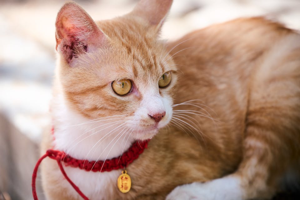 environnement securitaire pour chat 2