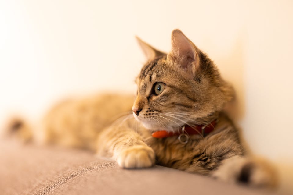 environnement sécuritaire pour chat 3
