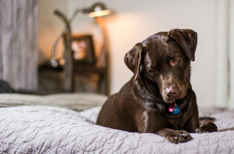 lit pour chien