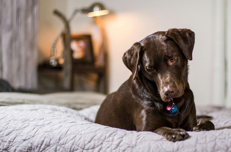 lit pour chien