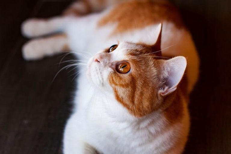 retrouver son chat 2