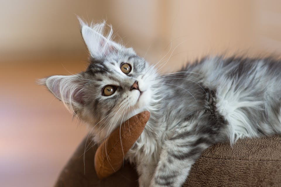 retrouver son chat 3
